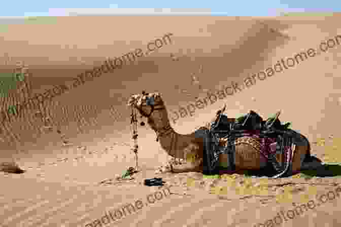 A Camel Caravan Traversing The Vast Expanse Of The Thar Desert, Its Riders Dwarfed By The Towering Dunes My Sindh: A Journey To The Beloved Homeland