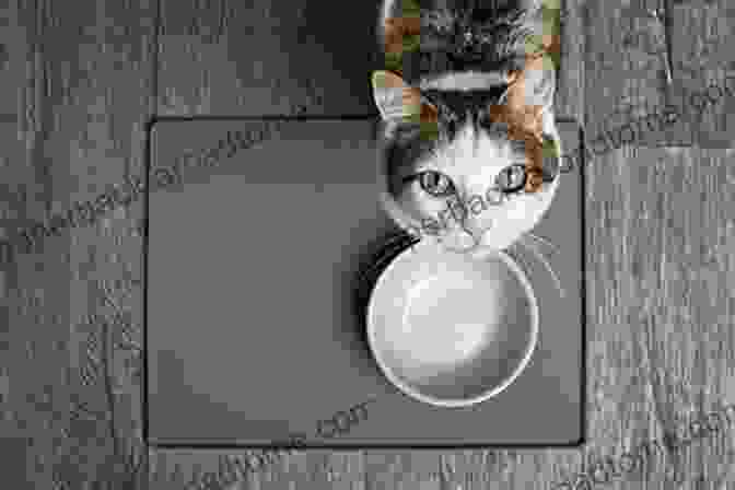 A Cat Is Sitting On A Table With Its Food Bowl In Front Of It. The Cat Is Looking At The Camera With A Curious Expression. They Moved My Bowl