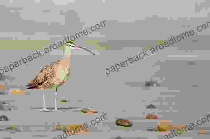 A Close Up Of A Curlew, A Shorebird With A Long, Slender Beak, Perched On A Rock In The Yorkshire Dales. Yorkshire Dales (Collins New Naturalist Library 130)