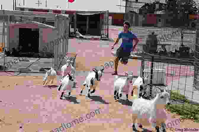 A Farmer Chasing A Runaway Goat Through A Vegetable Patch Life On A Funny Farm