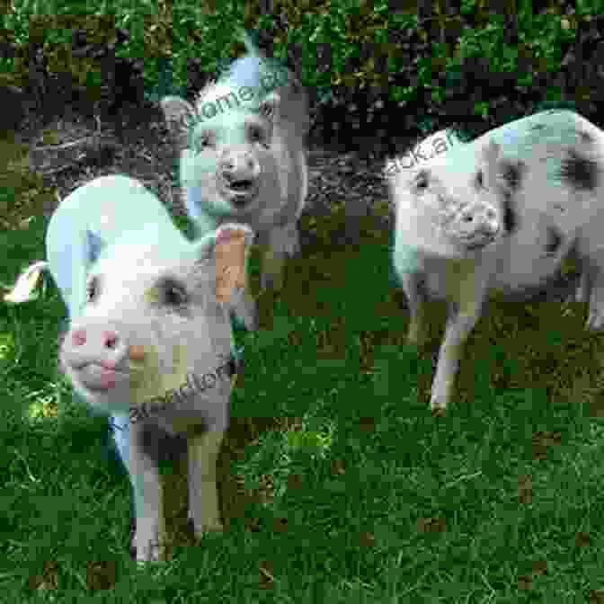 A Group Of Teacup Pigs Frolicking In A Field Pocket Piggies Colors : Featuring The Teacup Pigs Of Pennywell Farm