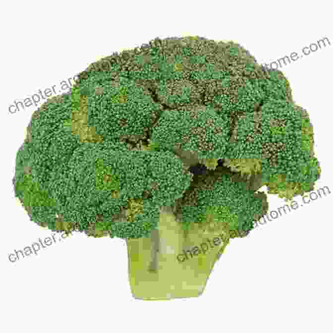 A Head Of Broccoli A DETAILED BEGINNER S GUIDE FOR SOUTH BEACH DIET FOOD LISTING: The Reviewed Detailed Delicious Doctor Designed Guaranteed Plan For Easy Fast And Healthy Weight Loss