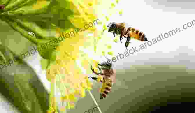 A Honey Bee Diligently Pollinating A Blooming Flower, Carrying The Seeds Of Life. Beekeeping: Easy How To Guide For Beginners On Keeping Bees (Making Your Own Honey And Caring For Your First Hive)