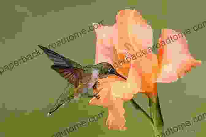 A Hummingbird Feeding On A Flower Animals A To Z: A To Z