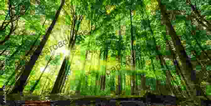 A Lush Green Forest With Tall Trees And Sunlight Streaming Through The Canopy Why Forests Are Important: Things You Should Know About Forests