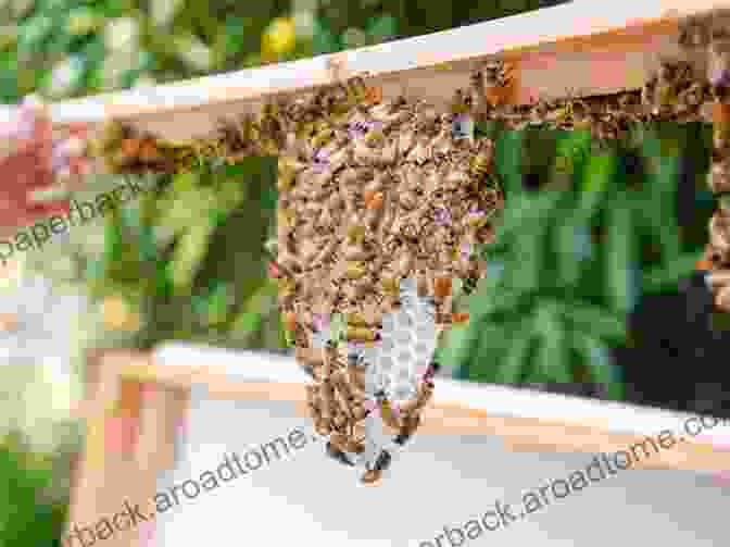 A Newly Installed Bee Hive, Ready To Welcome Its Industrious Occupants. Beekeeping: Easy How To Guide For Beginners On Keeping Bees (Making Your Own Honey And Caring For Your First Hive)