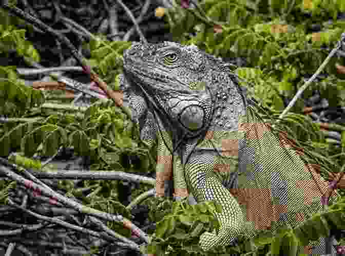 A Stunning Photograph Of A Green Iguana Basking In The Sun Reptiles Photo Paradise For Reptile Lovers: 130+ Beautiful Pictures Of Reptiles Lizards Snakes Turtles Chameleons Dinosaurs Crocodiles Geckos Iguanas Worms Etc (Pictures Photo Albums)