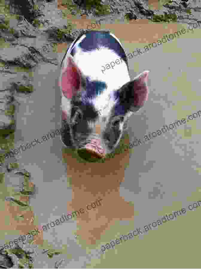 A Teacup Pig Enjoying A Mud Bath Pocket Piggies Colors : Featuring The Teacup Pigs Of Pennywell Farm