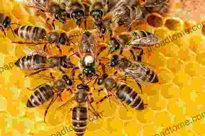 A Thriving Bee Colony, A Testament To The Wonders Of Nature. Beekeeping: Easy How To Guide For Beginners On Keeping Bees (Making Your Own Honey And Caring For Your First Hive)