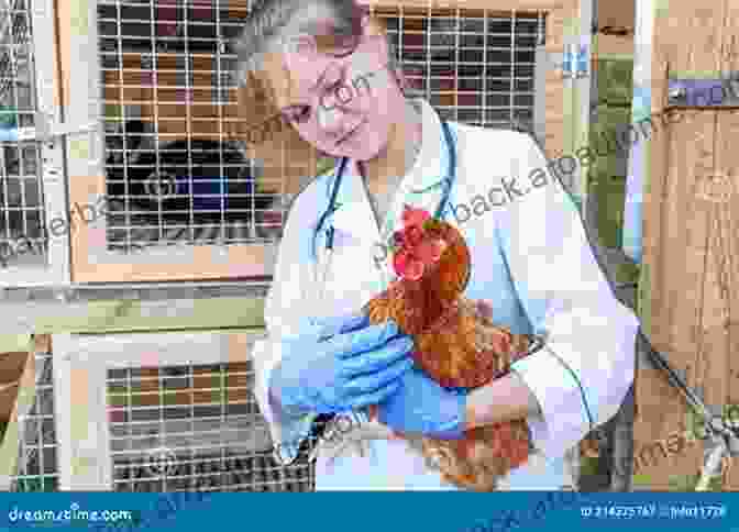 A Veterinarian Treating A Chicken With A 'clucking' Problem Life On A Funny Farm