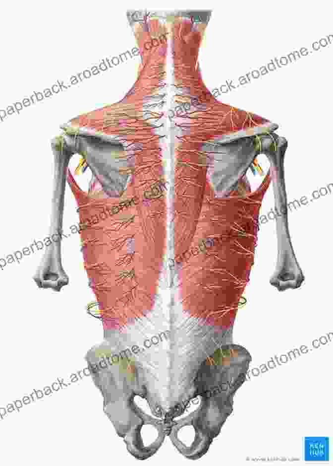 Anatomy Of The Back Everything You Wanted To Know About The Back