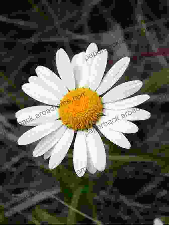 Close Up Of A Daisy Flower, Revealing Intricate Details Of Its Petals And Center Some Common Flowers