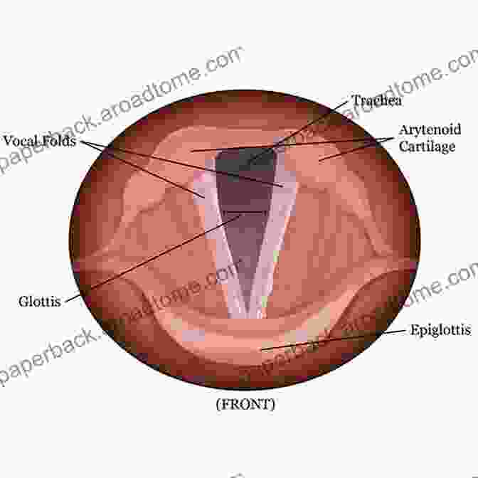 Detailed Diagram Of The Anatomy Of The Voice Box And Vocal Cords HOW TO GET A DEEPER VOICE