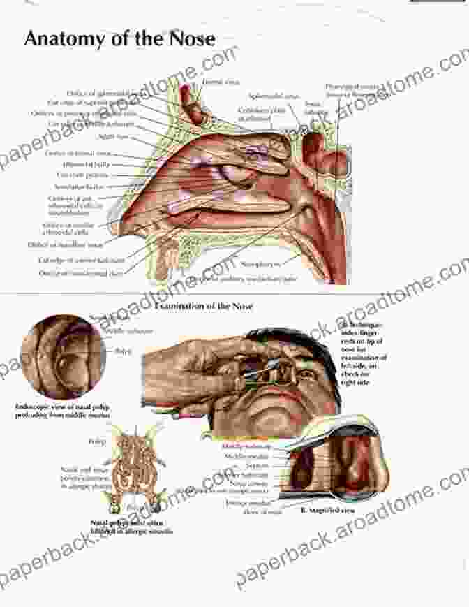 Detailed Diagram Of The Ear, Nose, And Throat Anatomy ENT Disease And Treatment: Step By Step Guide For Biginner