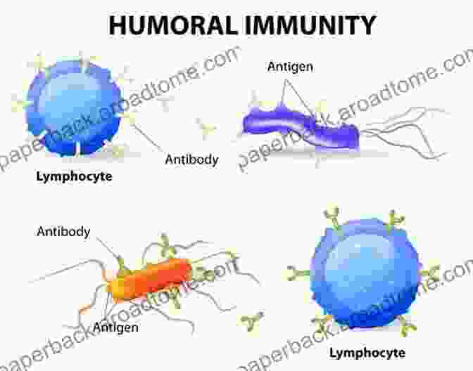 Diagram Of A Cell Mediated Immunity HIV Vaccine Current Vaccine Strategies Against HIV