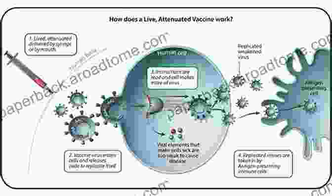 Diagram Of A Live Attenuated HIV Vaccine Current Vaccine Strategies Against HIV