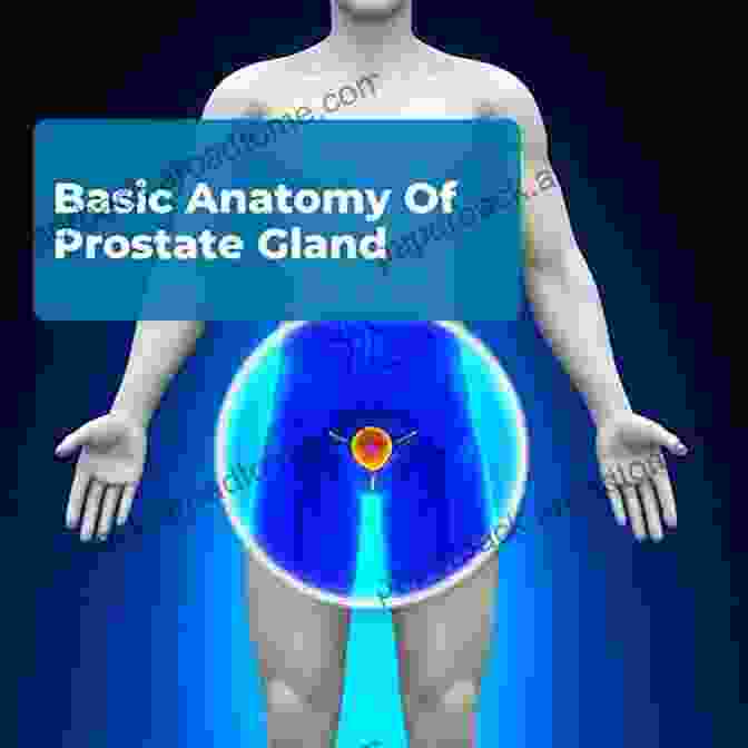 Diagram Of The Prostate Gland The Prostate And Its Problems: A Guide To Conventional And Alternative Prevention And Treatment