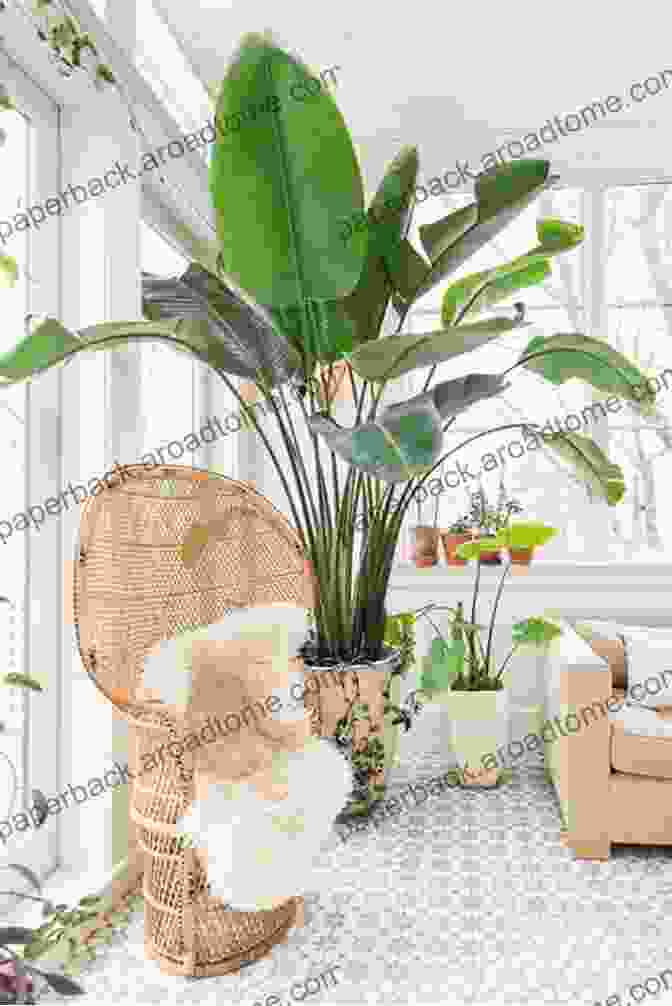 Living Room With Large Indoor Plants Home Improvement Projects For The Busy Broke: How To Get Your $h T Together And Live Like An Adult