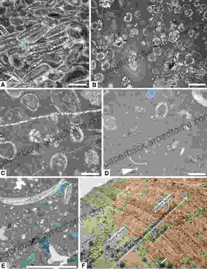 Ooid Microfabric Under Polarized Light Microscopy, Revealing Concentric Layering Indicative Of Precipitation In Shallow Marine Environments Carbonate Microfabrics (Frontiers In Sedimentary Geology)