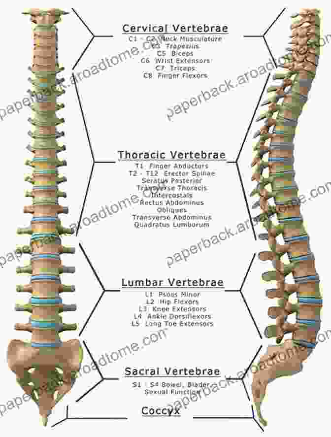 Physiology Of The Back Everything You Wanted To Know About The Back