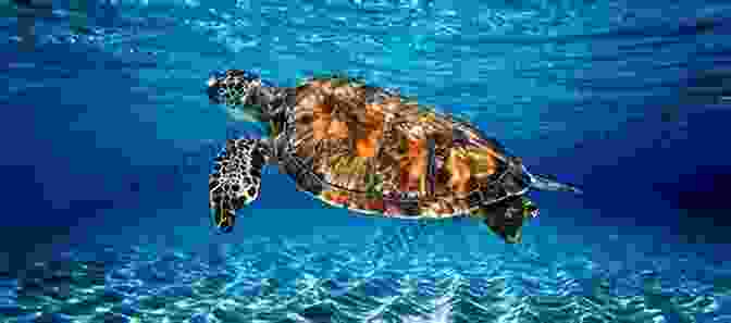 Spencer The Sea Turtle Swimming In The Ocean Spencer The Turtle Weather