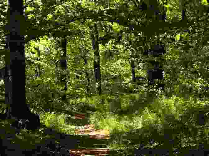 Teddy Biscuit Explores The Lush Green Forest Teddy Biscuit : Vol 1: Poops Picnics