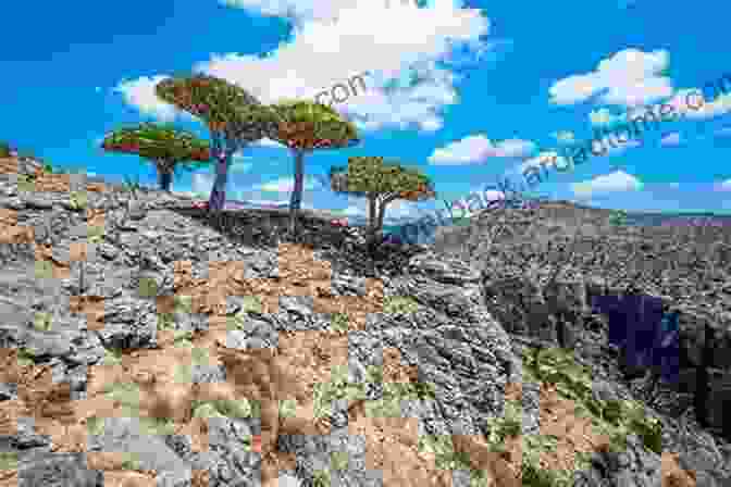 The Otherworldly Landscapes Of Socotra, Yemen, An Archipelago Of Pristine Beauty And Ecological Diversity Nowhere Else On Earth: Standing Tall For The Great Bear Rainforest